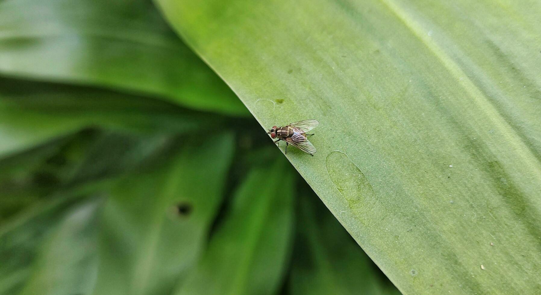 sélectif concentrer de stomoxys calcitrans est communément appelé le stable mouche ou mordant maison voler. contrairement à plus membres de le muscidae famille, stomoxys calcitrans sucer sur le du sang de mammifères. photo