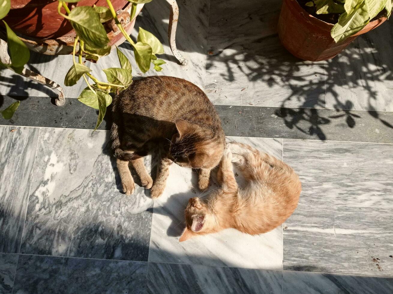 chatons se prélasser dans lumière du soleil photo