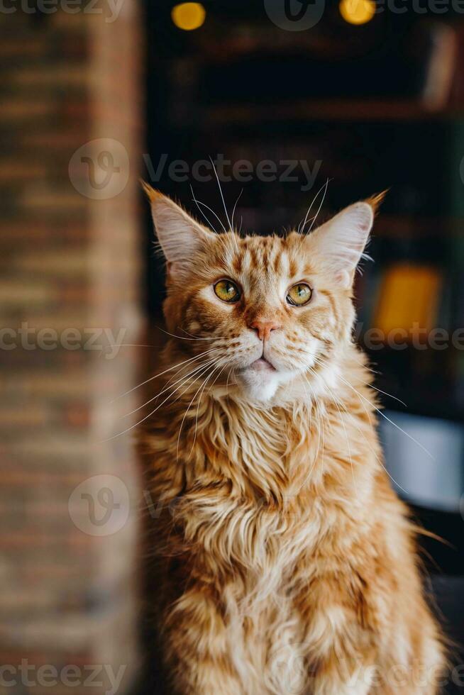 portrait de gingembre Maine nègre chat avec Jaune yeux. photo