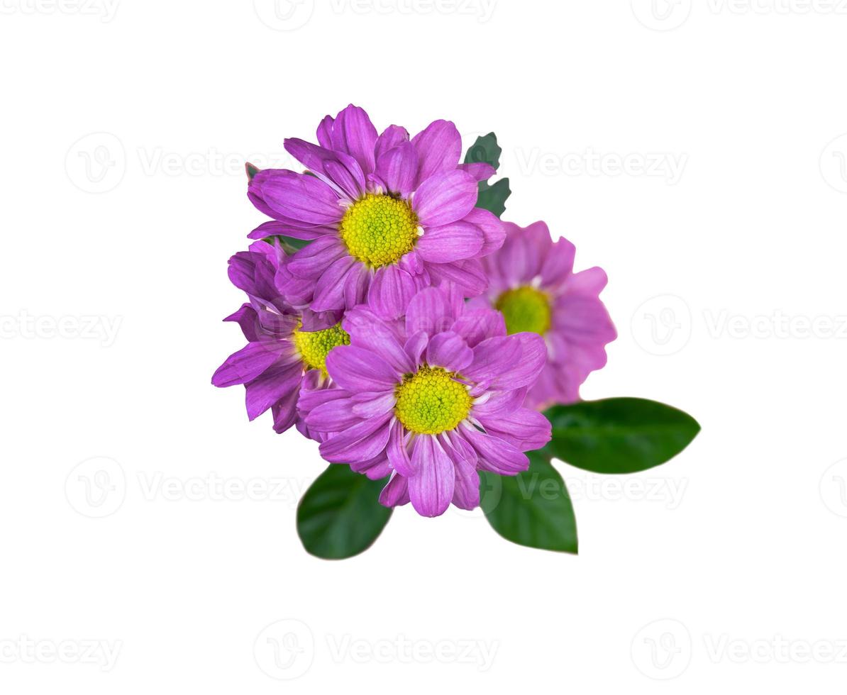 fleurs violettes isolés sur fond blanc photo