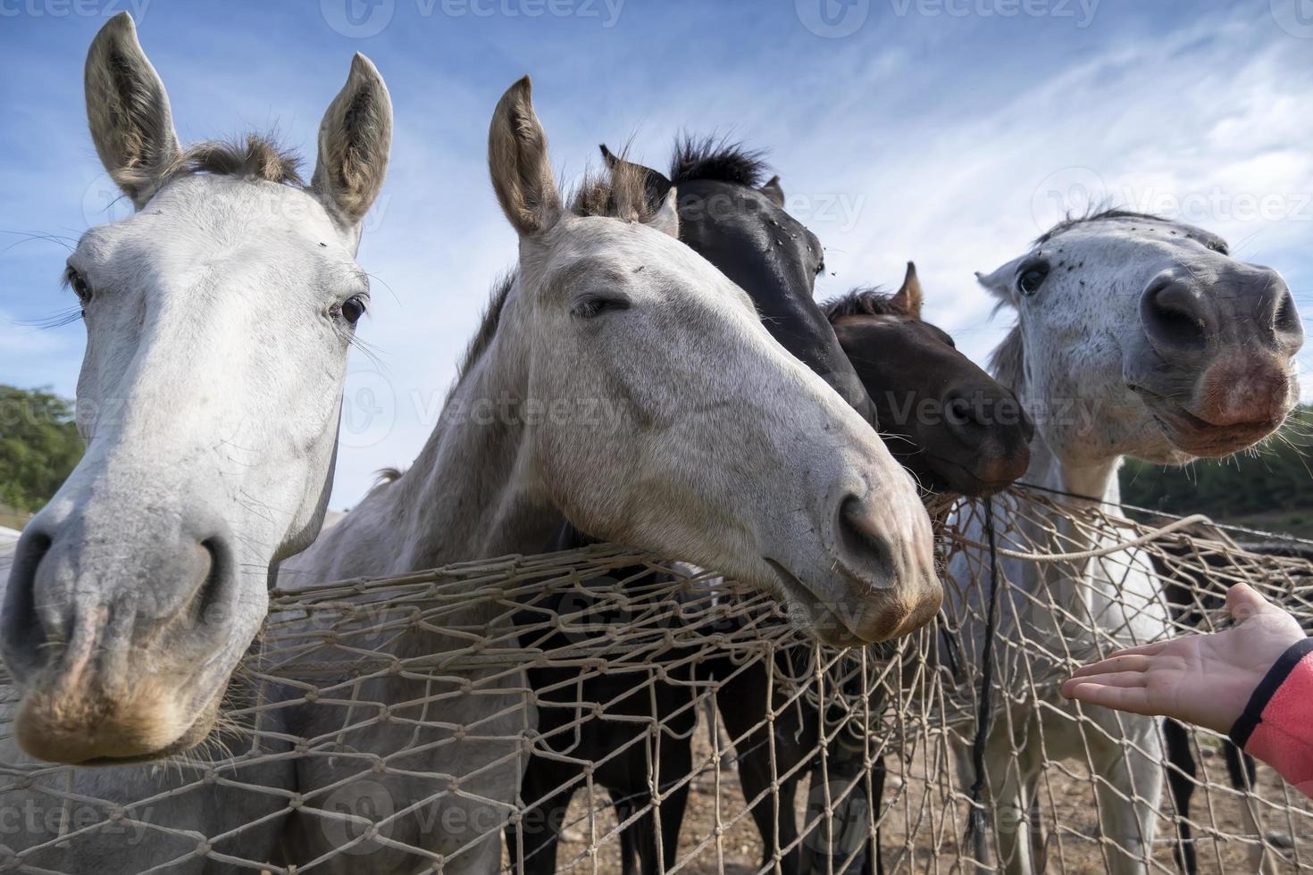 chevaux mangeant à la ferme photo