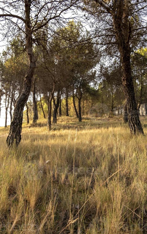 ombre des arbres dans la forêt photo