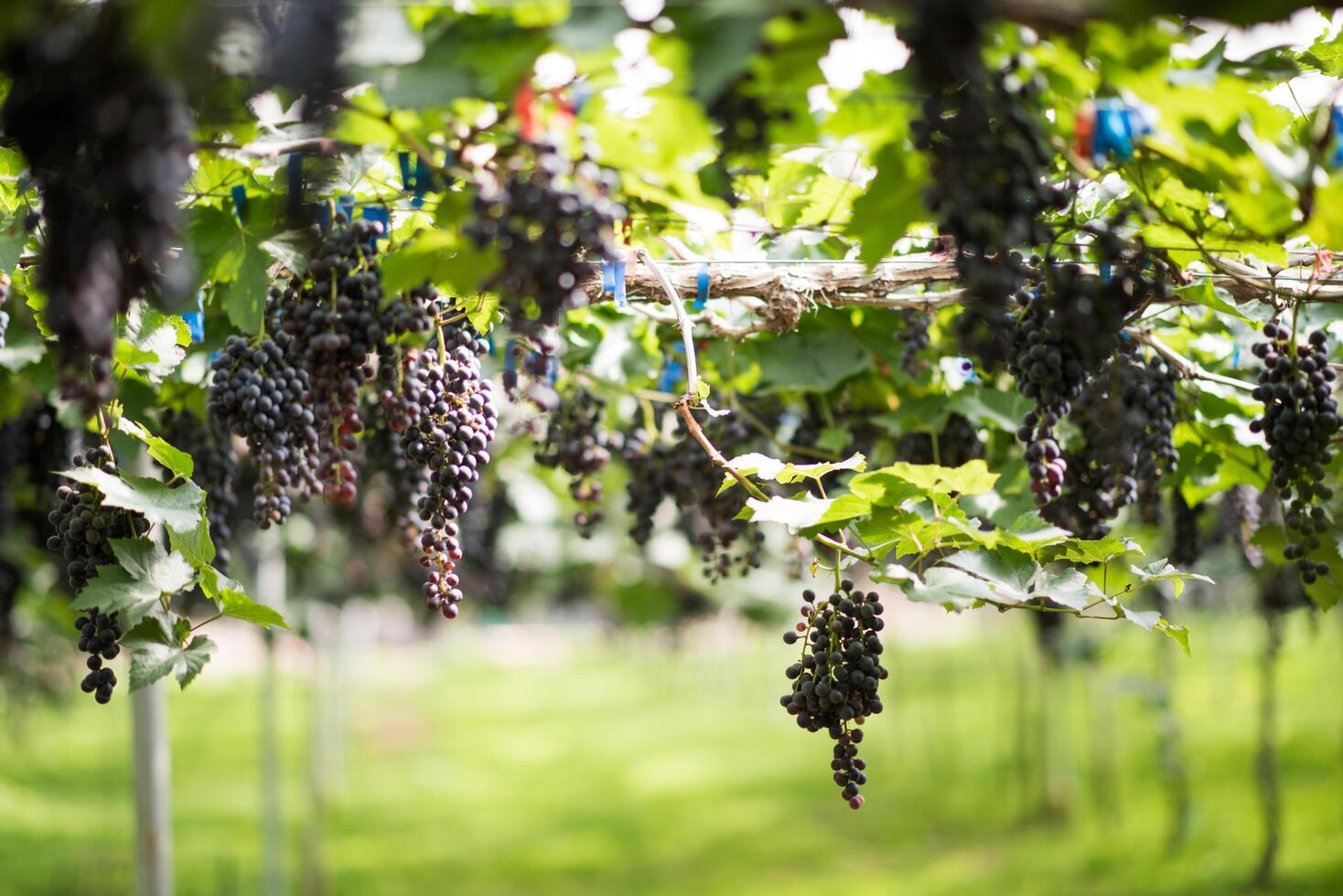 ferme de vendanges photo