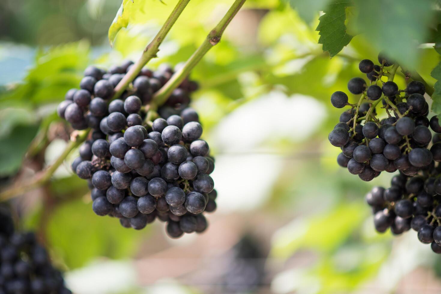 ferme de vendanges photo