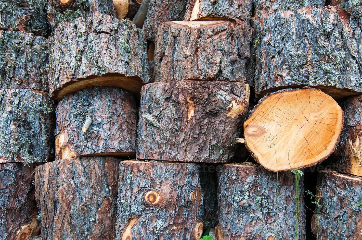 de troncs d'arbres coupés empilés photo