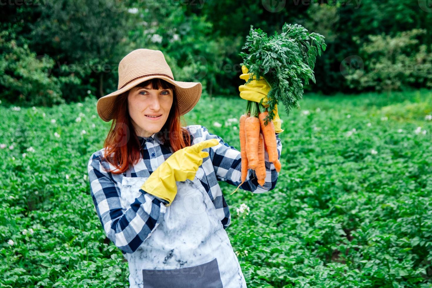 agricultrice détient un tas de carottes sur fond potager photo