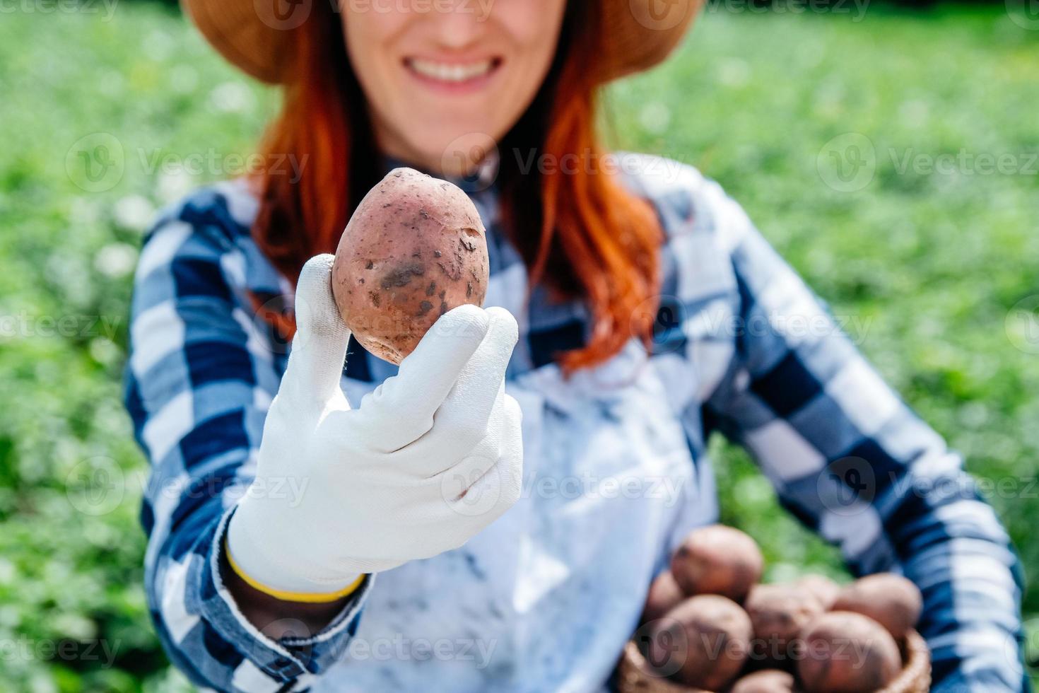 pommes de terre dans un panier en osier dans les mains d'une agricultrice photo