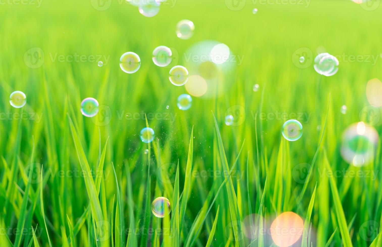 succulente herbe verte luxuriante dans le pré avec des bulles de savon photo