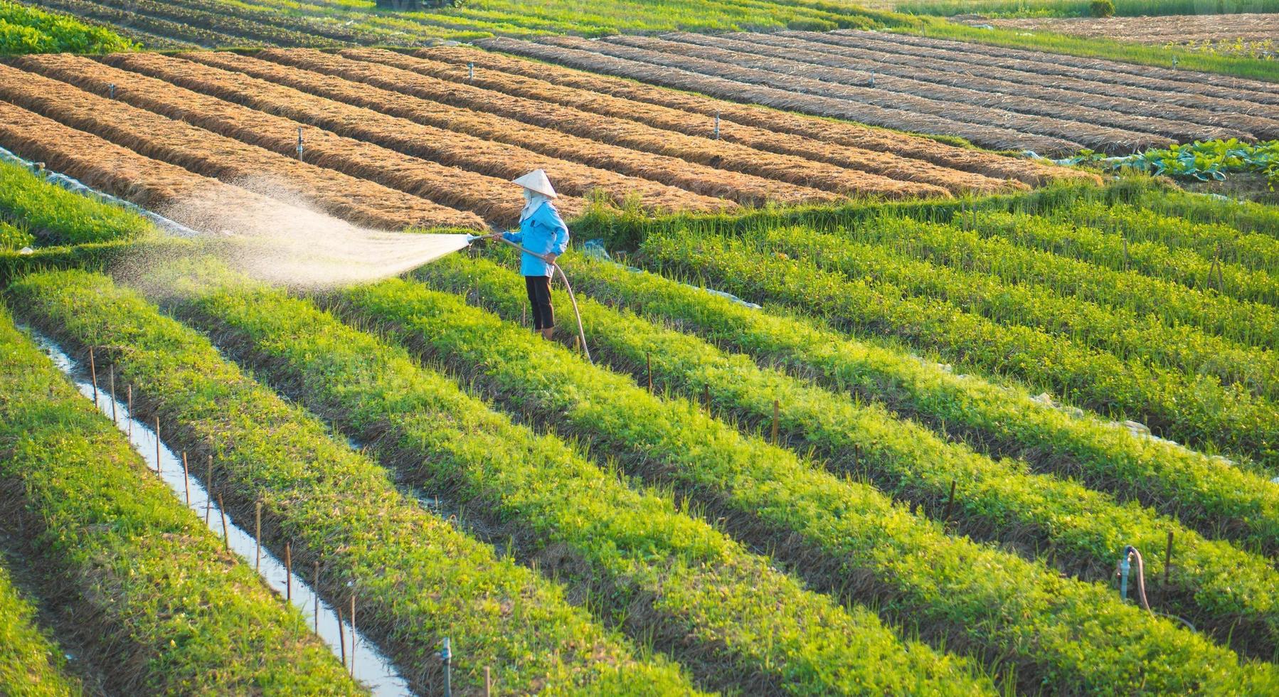 l'agriculteur arrose son champ d'oignons, dans l'après-midi ensoleillé photo