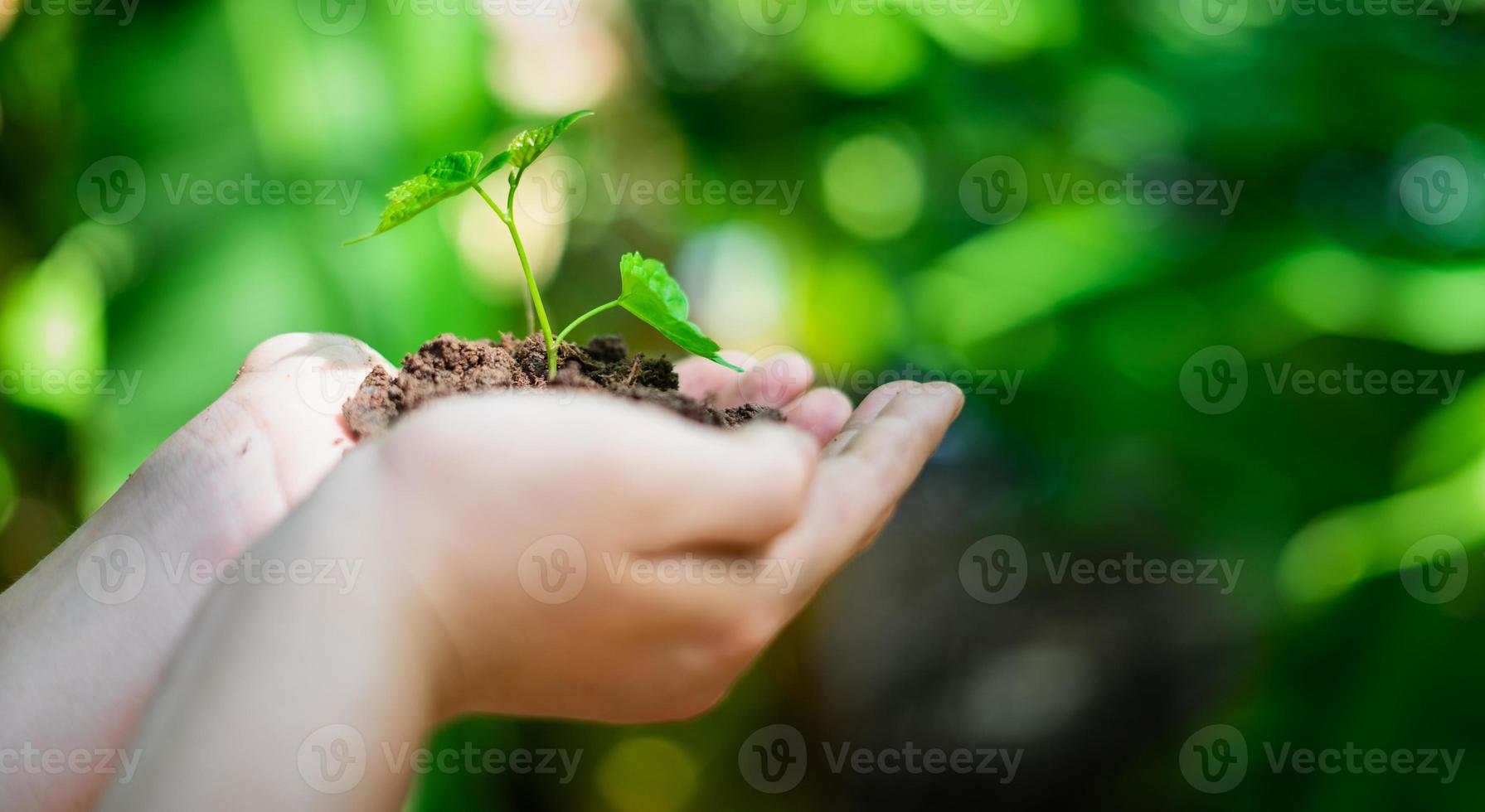 main tenant un jeune arbre pour la plantation. concept sauver le monde photo