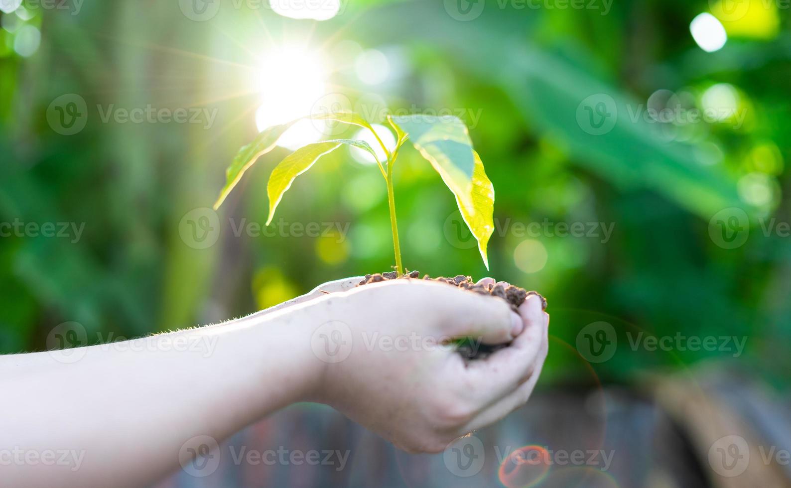 main tenant un jeune arbre pour la plantation. concept sauver le monde photo