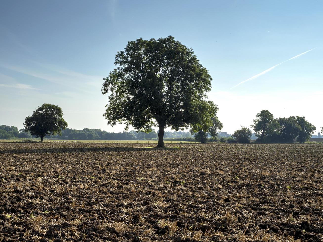 Arbre dans un champ labouré près de York, Angleterre photo