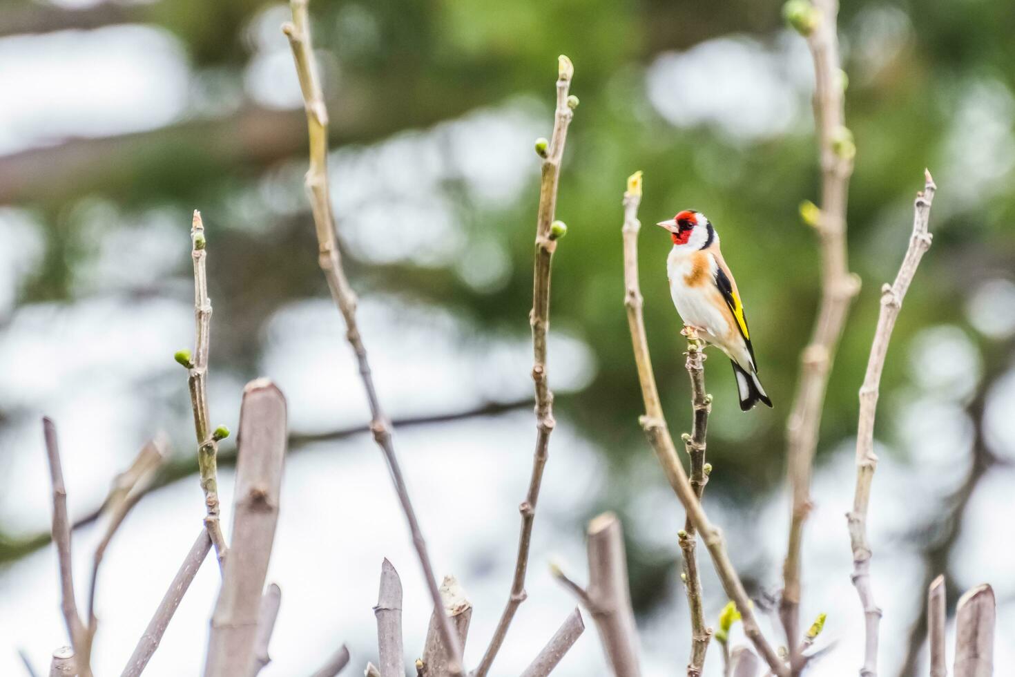 chardonneret oiseau séance sur une branche de une buisson et regards à le côté photo