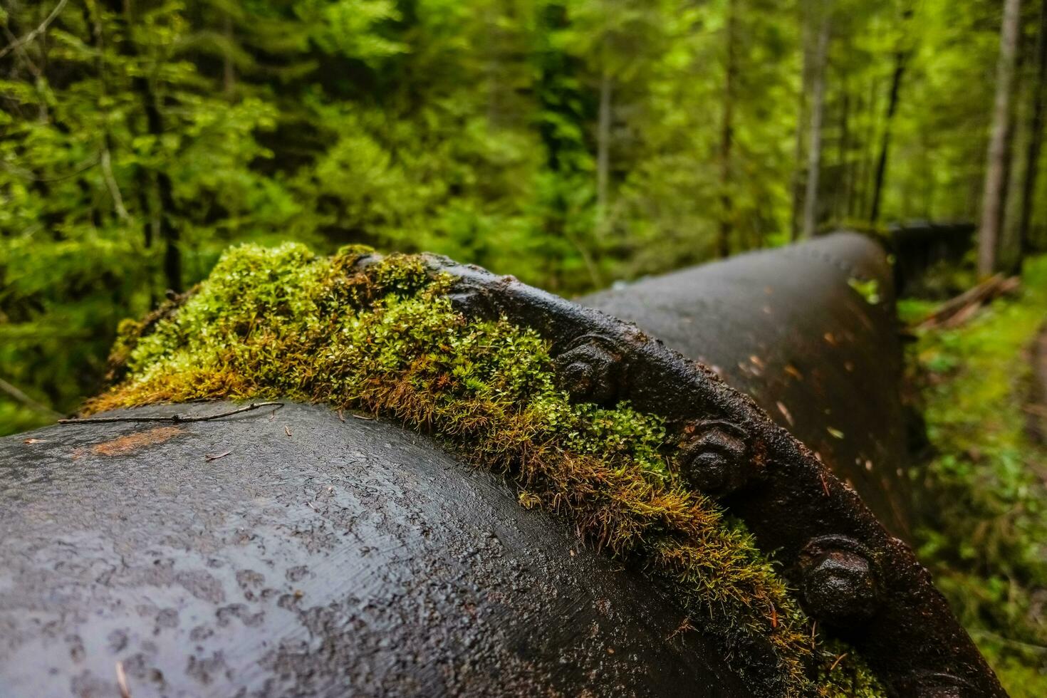 rouillé pipeline pour l'eau la fourniture avec vert mousse dans le forêt photo