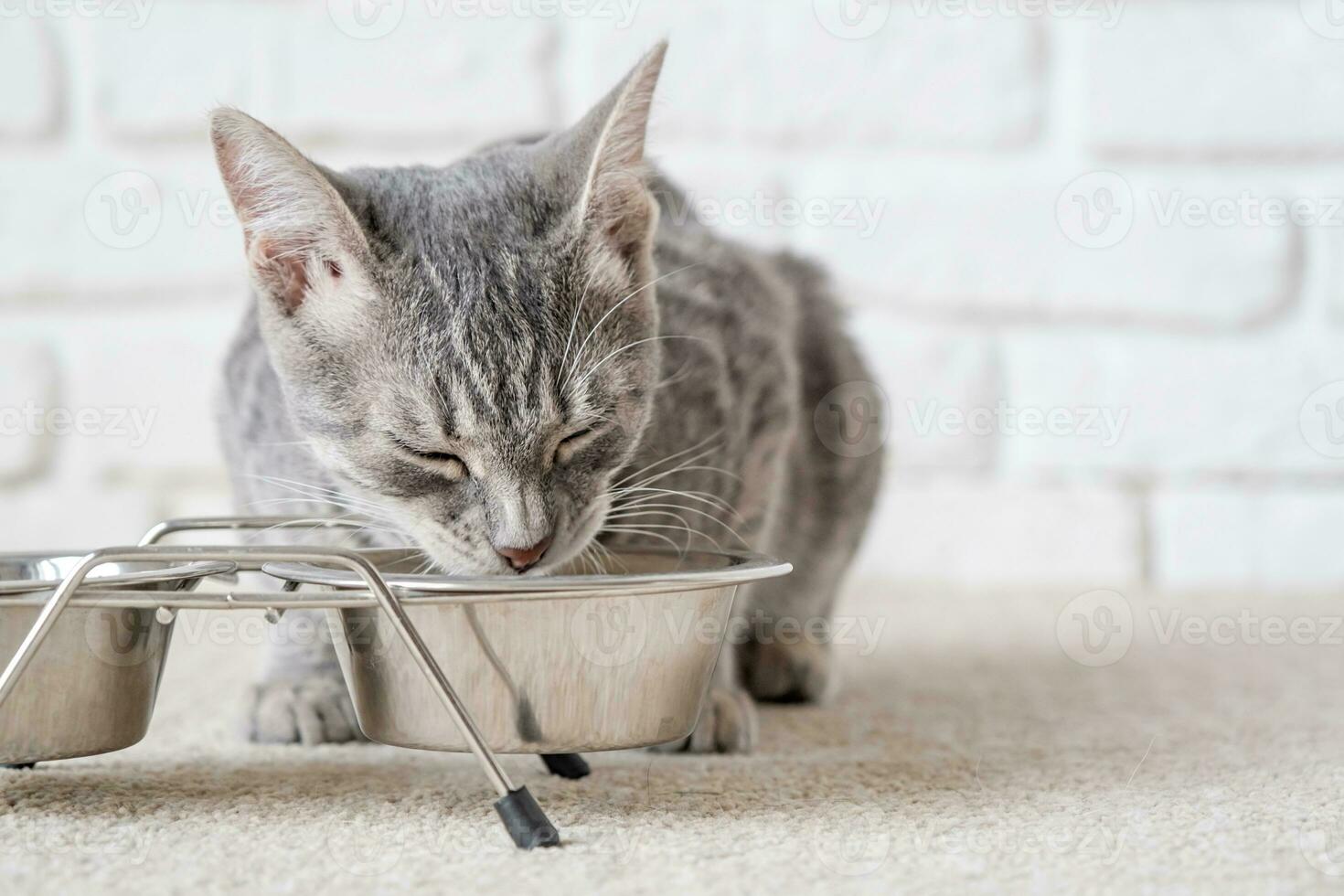 une gris et blanc chat mange nourriture de une blanc bol. photo