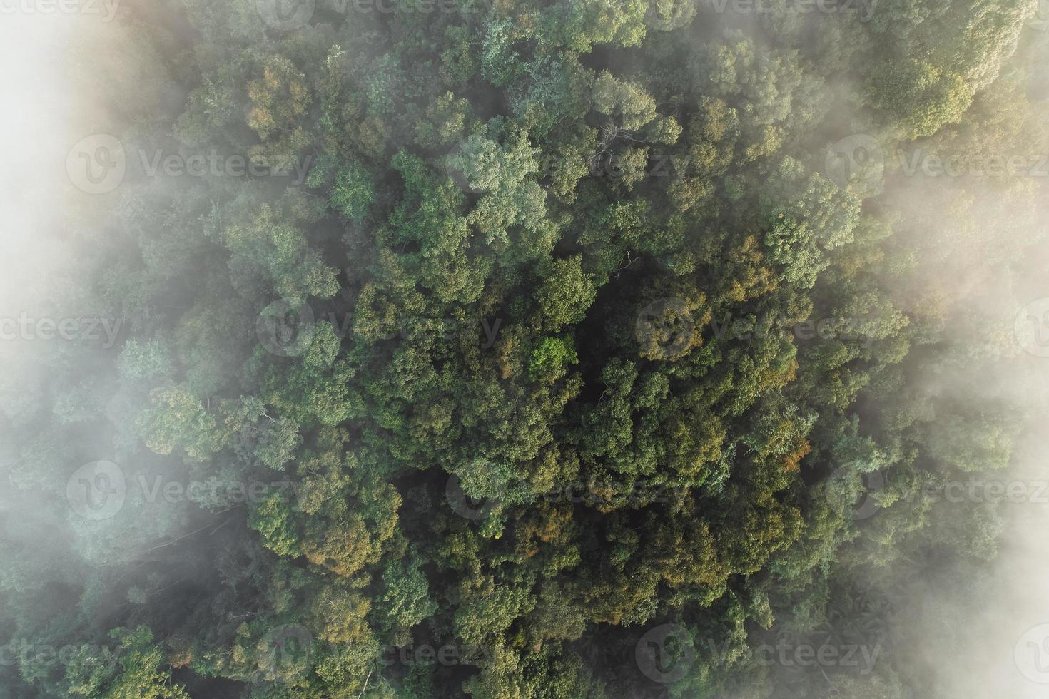 brouillard du matin dans la forêt d'en haut photo