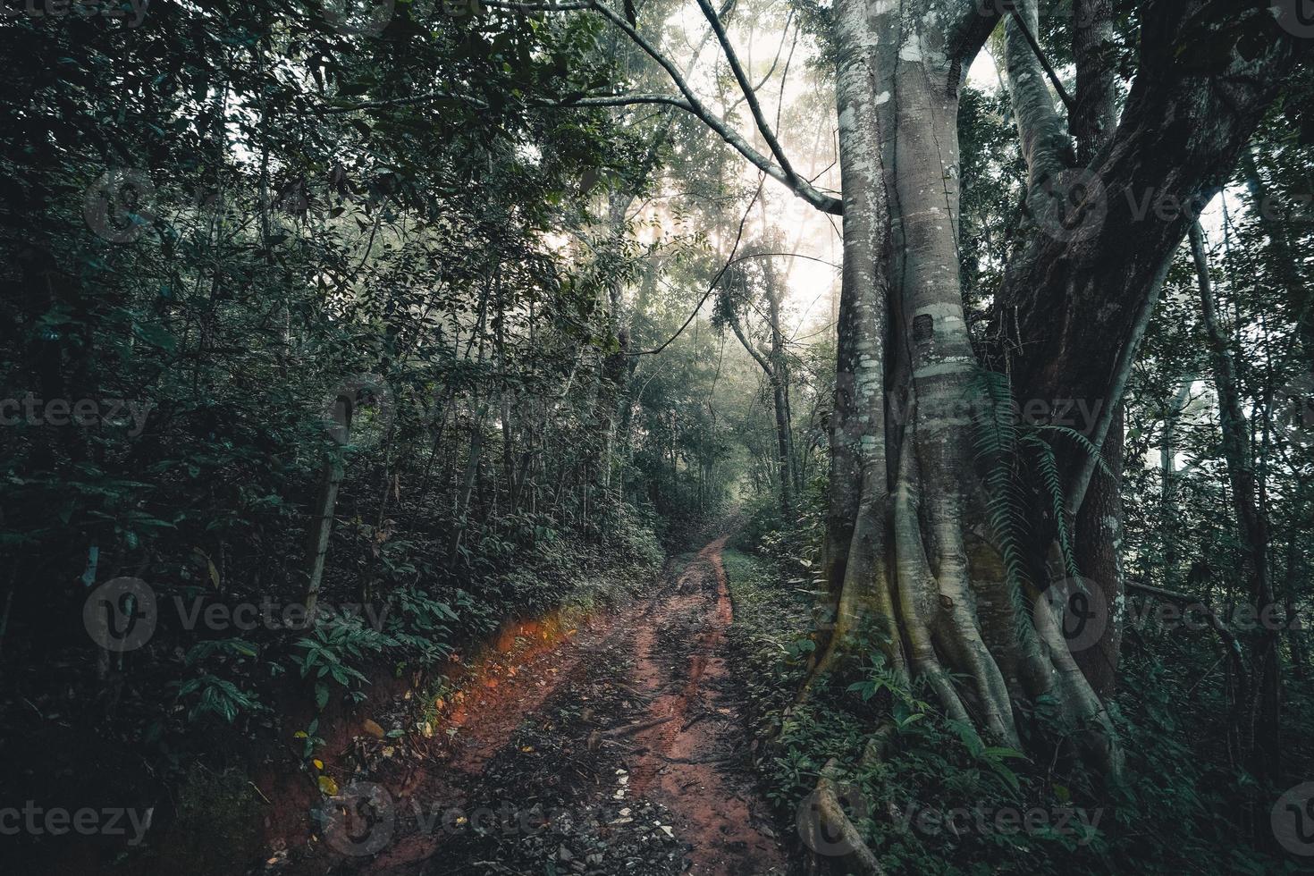 le chemin de terre entre dans la forêt tropicale le matin photo