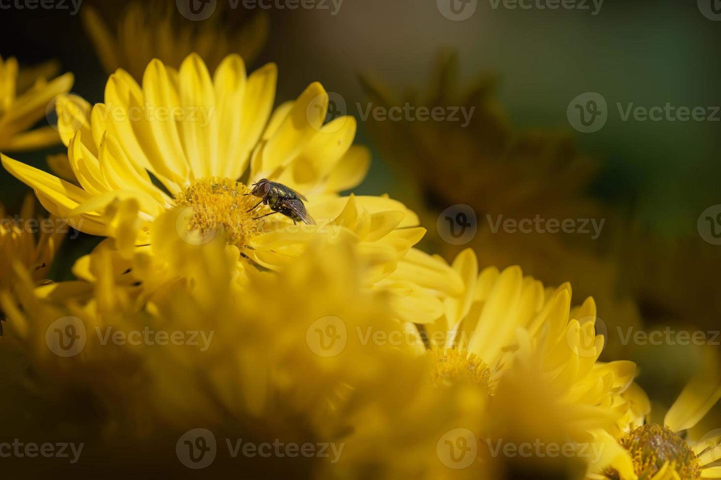 gros chrysanthèmes jaunes dans le parc photo