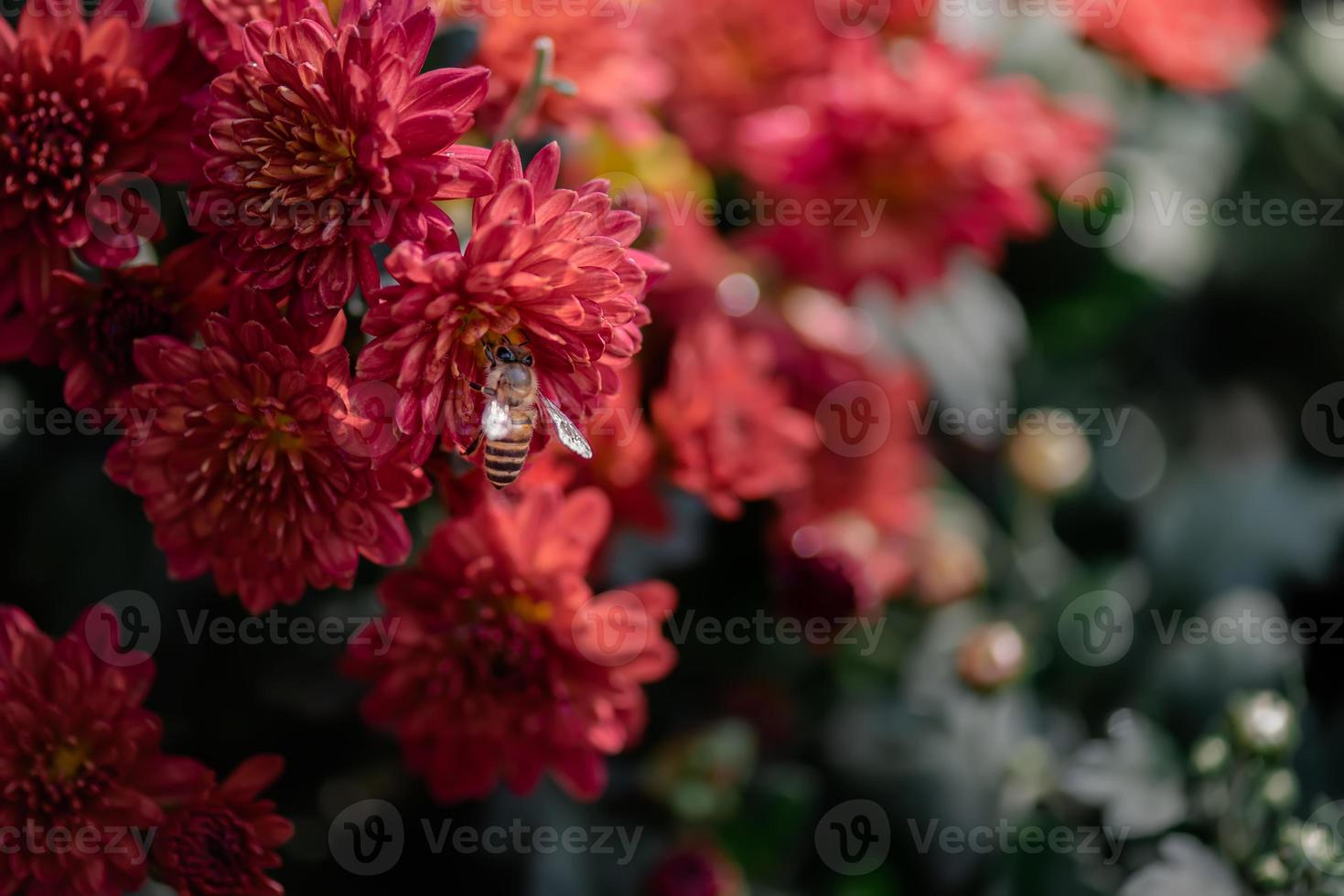 petits chrysanthèmes sauvages rouges dans le parc photo