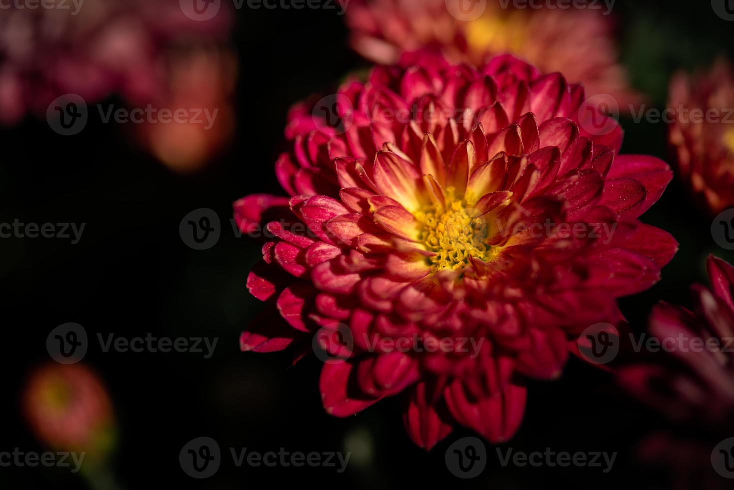 toutes sortes de chrysanthèmes sont dans le parc photo