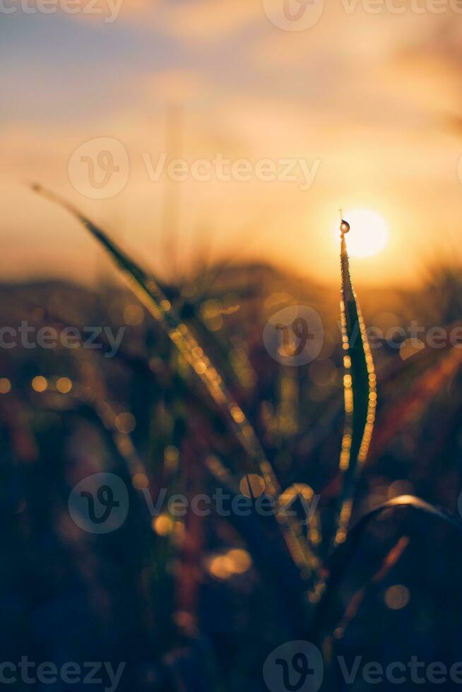 feuille avec une gouttelette dans le Matin lumière photo