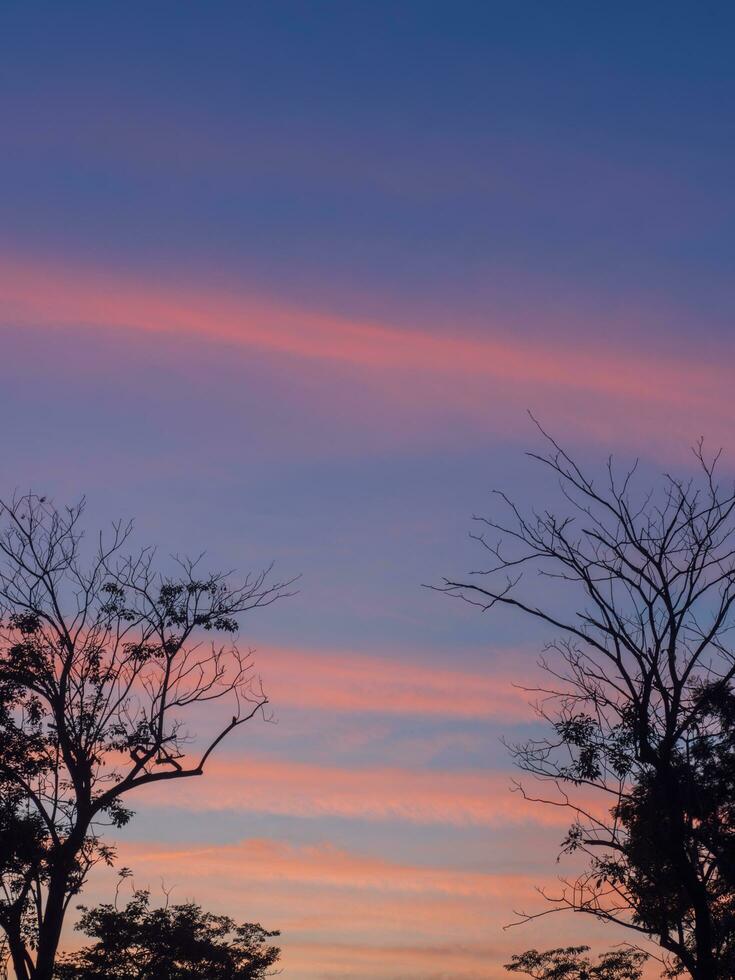 silhouettes de des arbres contre magnifique coloré le coucher du soleil ciel à le parc, vachirabenjatas parc, pourrir fai parc, suan pourrir fai Bangkok, Thaïlande photo