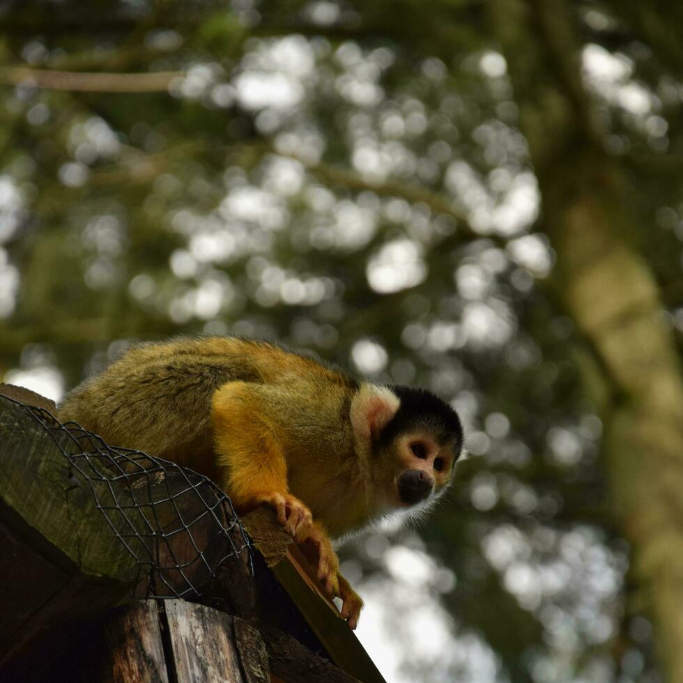 écureuil singe explorant photo