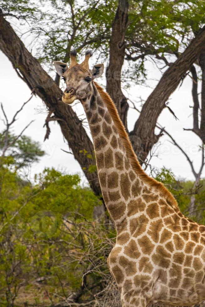 belle grande girafe majestueuse safari dans le parc national kruger en afrique du sud. photo