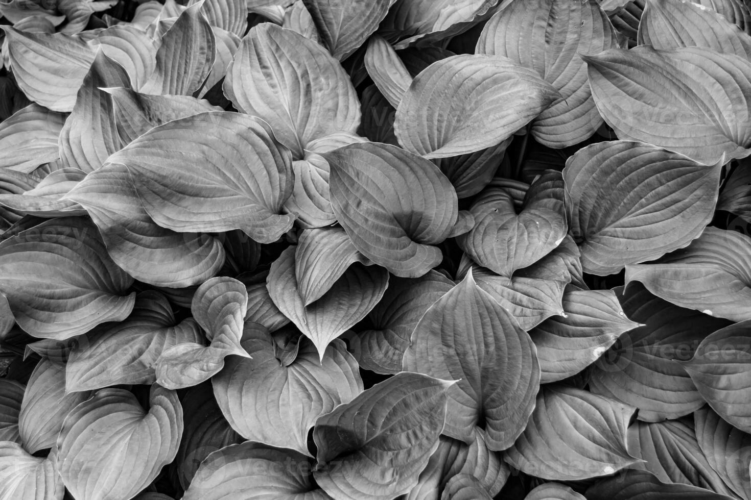 photo sur le thème automne fond abstrait de feuilles d'érable tombant sur la surface