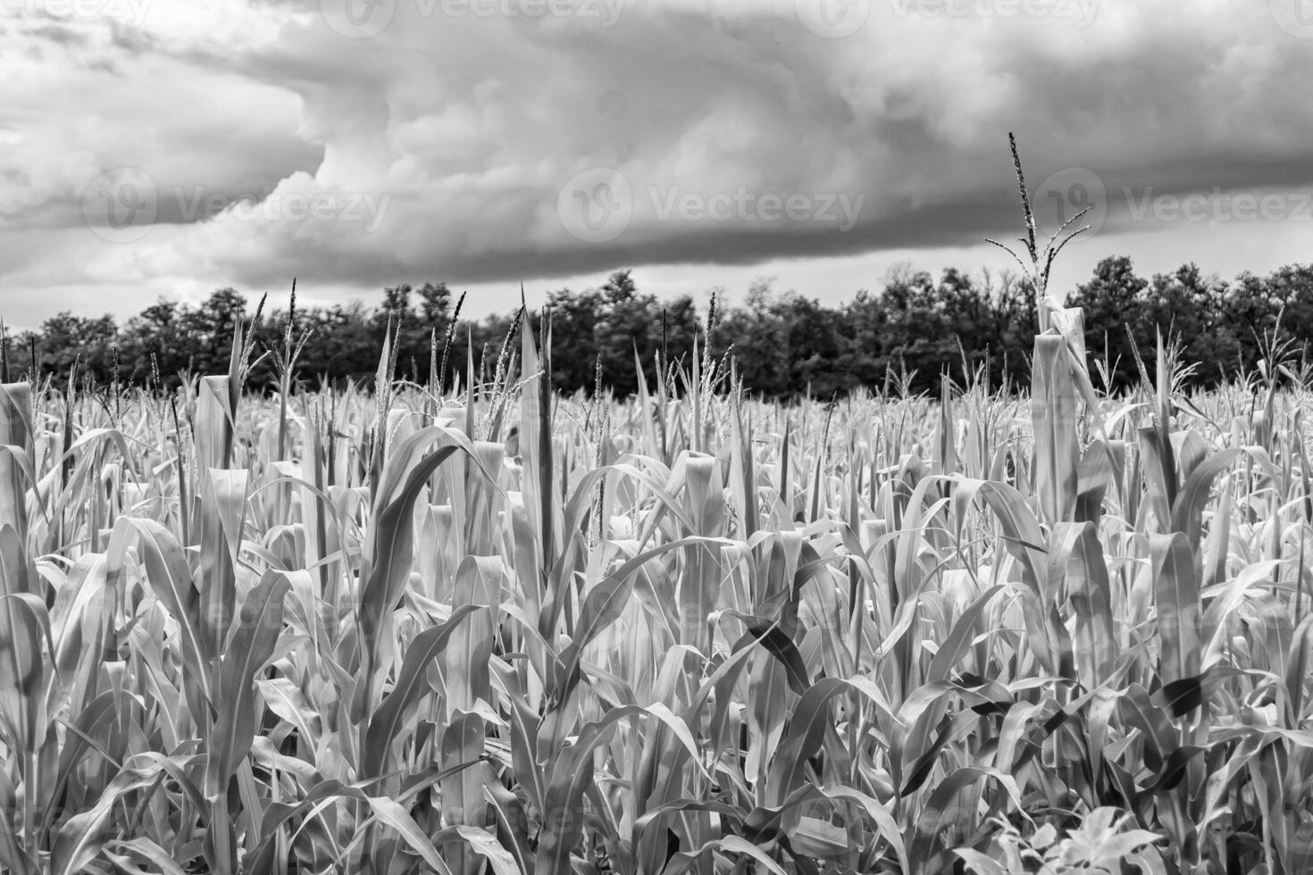 photographie sur le thème grand champ de maïs pour la récolte biologique photo