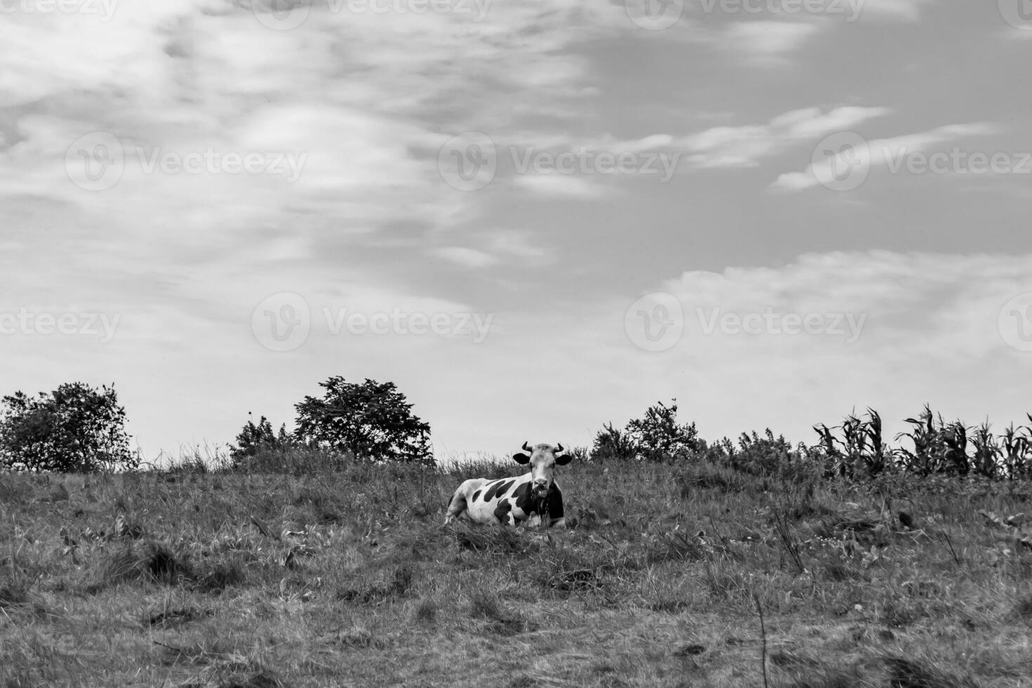 magnifique gros Lait vache broute sur lumière Prairie en dessous de clair ciel photo