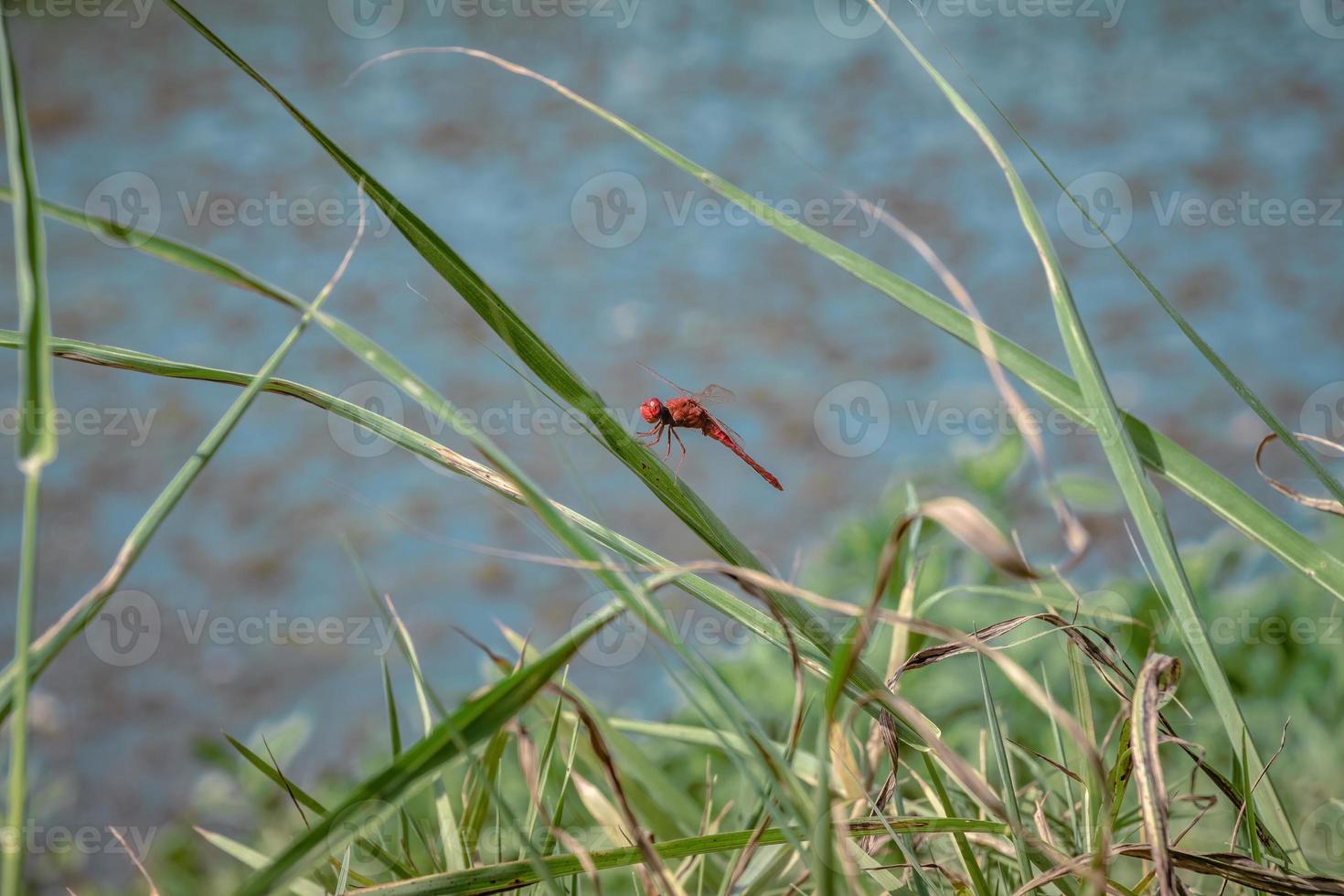 libellule rouge reposant sur une feuille photo