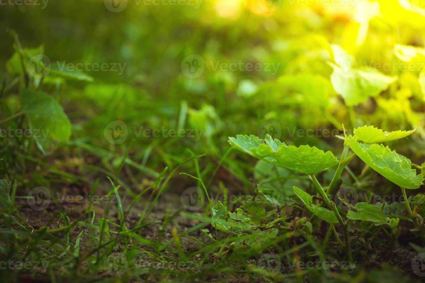 gros plan sur la flore du sol forestier avec des plantes vertes et de l'herbe photo