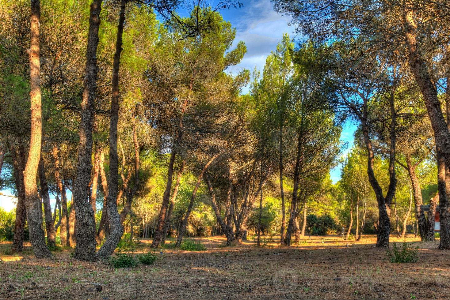 soleil du soir dans la pinède photo