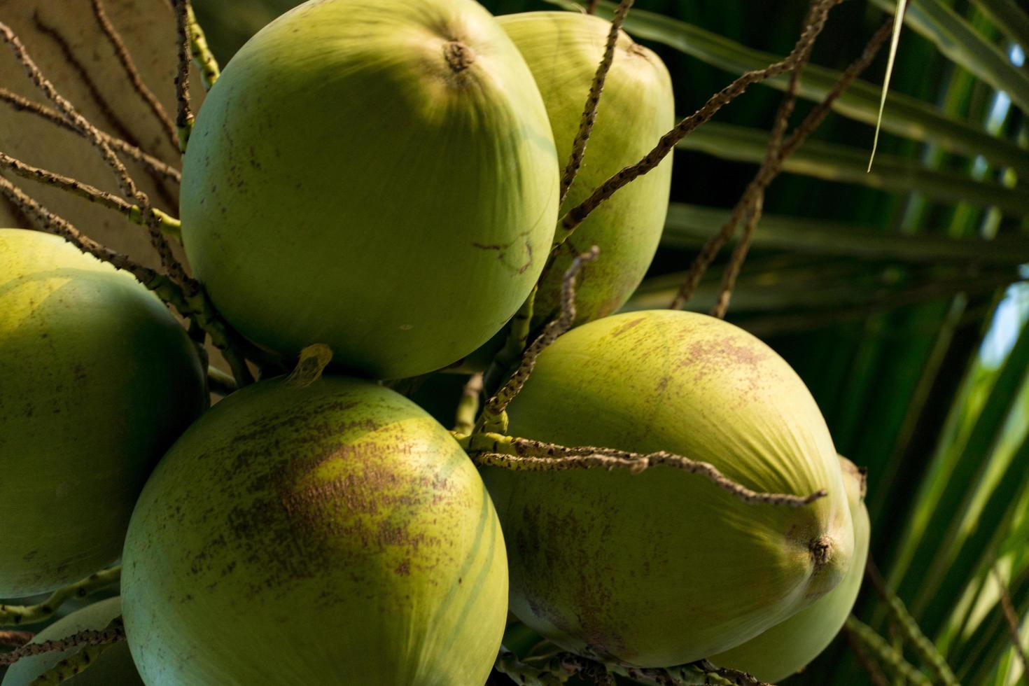 cocotier plein de noix de coco par une journée ensoleillée photo