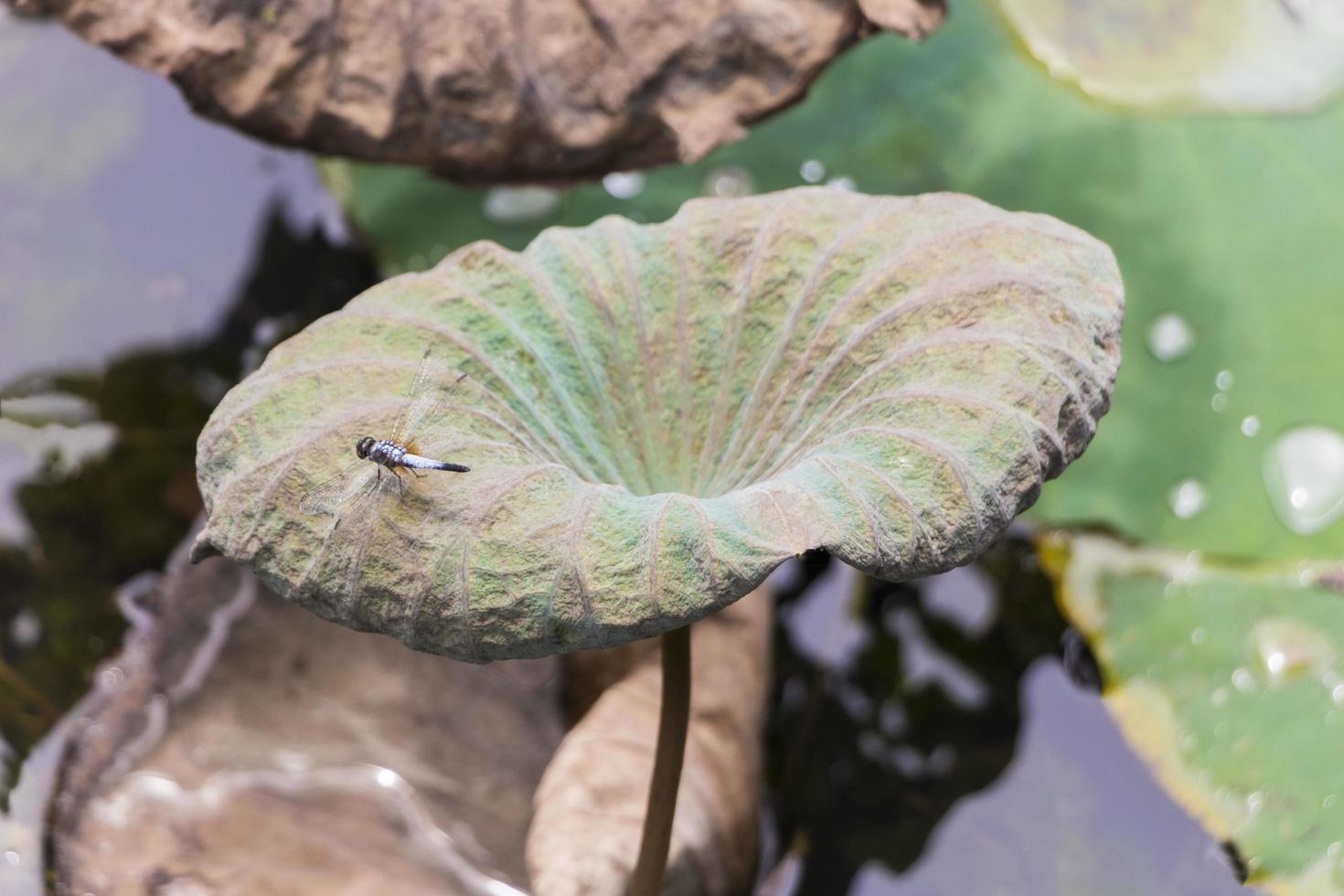 libellule au lac d'étang tropical avec des plantes aquatiques, malaisie. photo