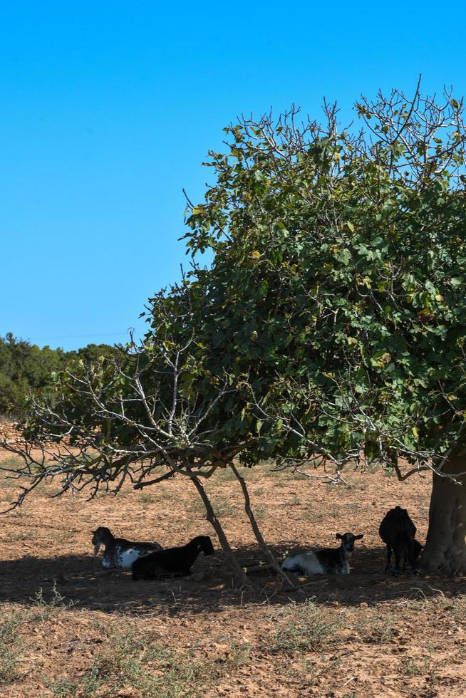 Chèvres sous figuier à la campagne l'île de Formentera, Espagne photo