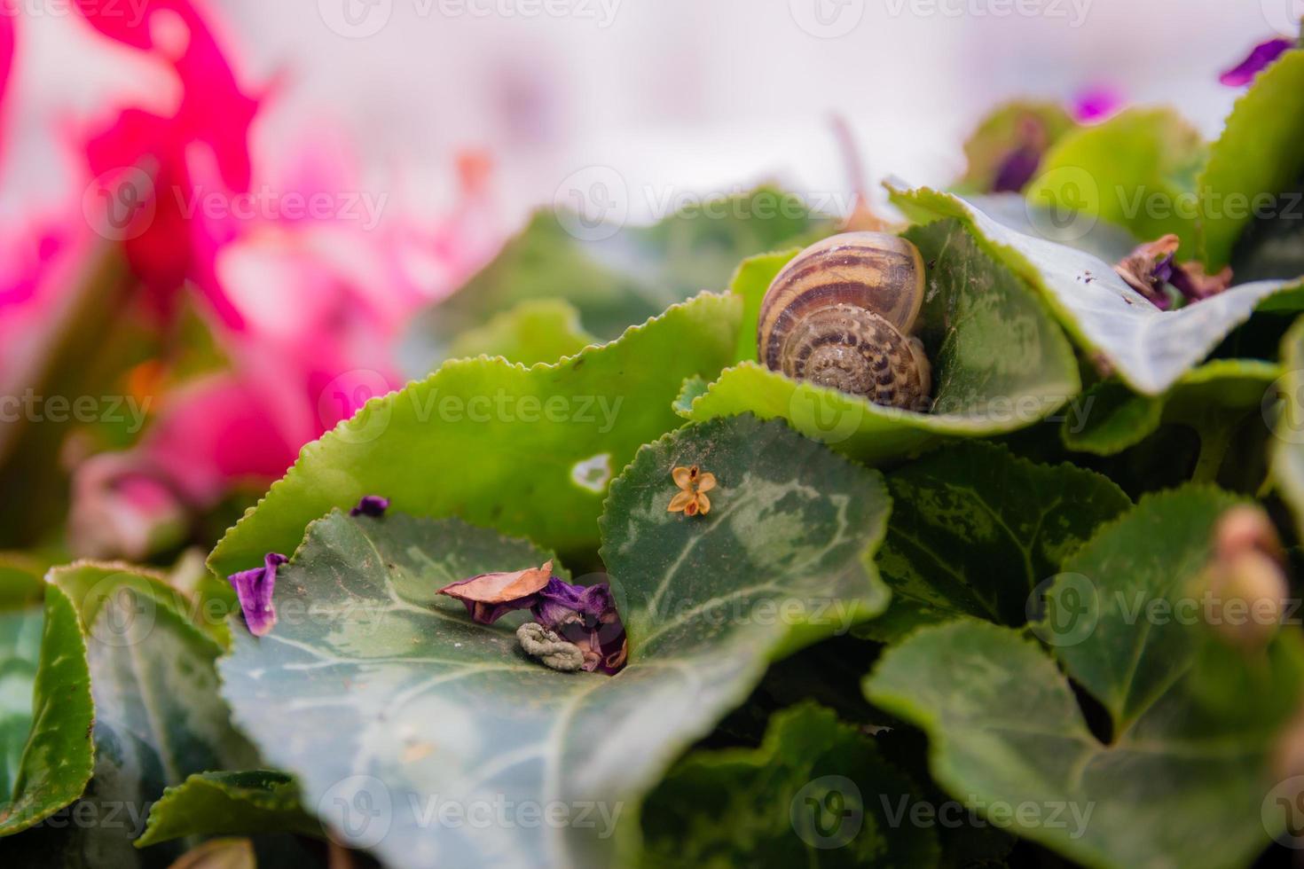 coquille d'escargot vide sur une feuille de cyclamen au jardin photo