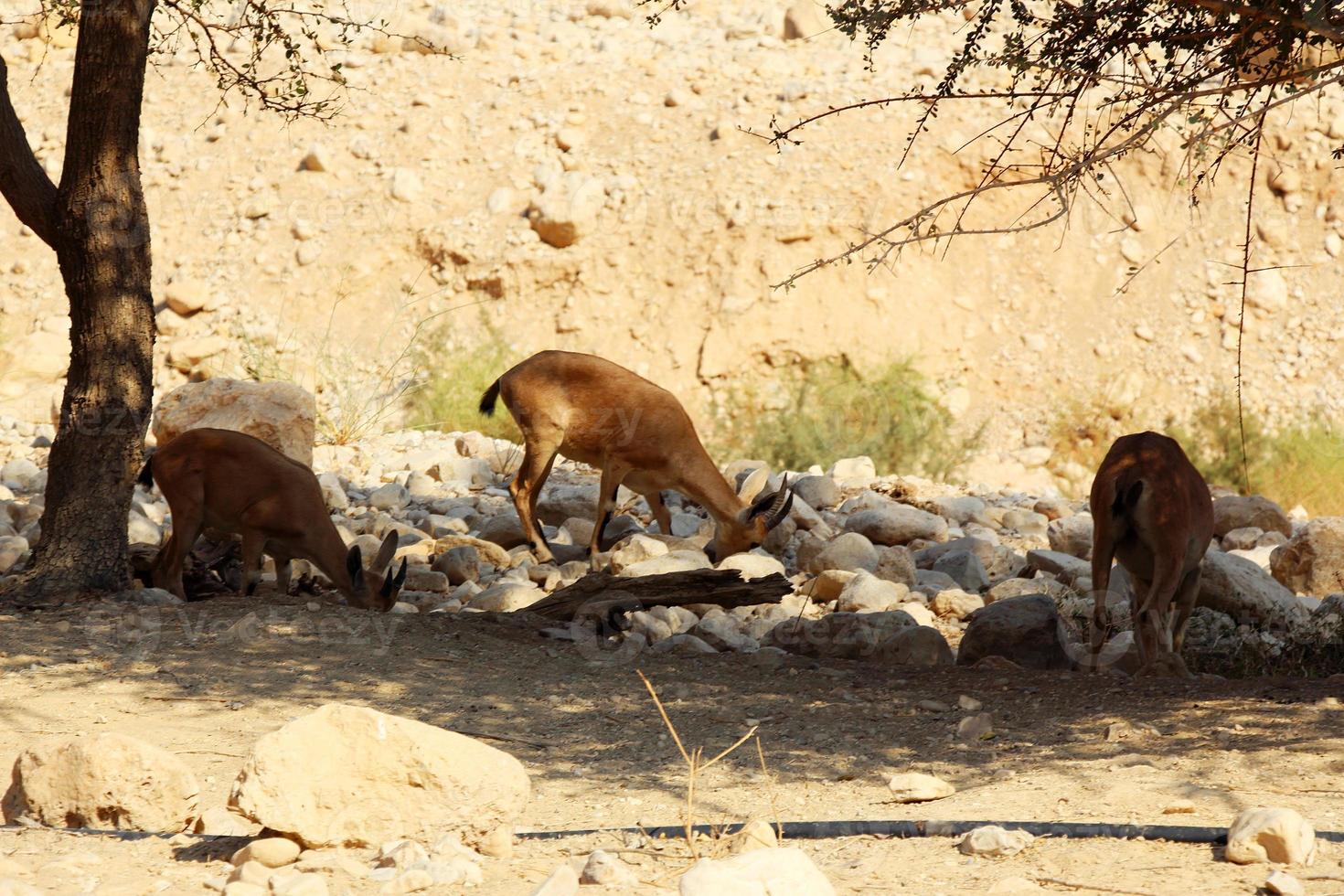 Bouquetin de Nubie à ein gedi nahal arugot à la mer morte, israël photo