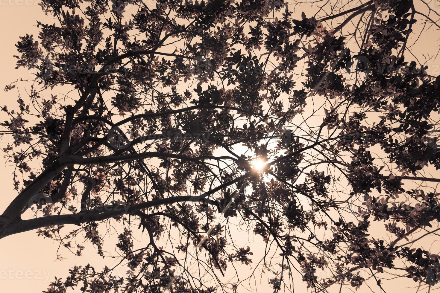 le soleil perce les branches photo