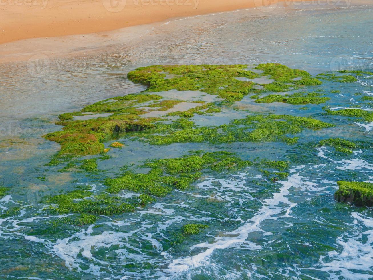 algues vertes sur les pierres de la mer méditerranée photo