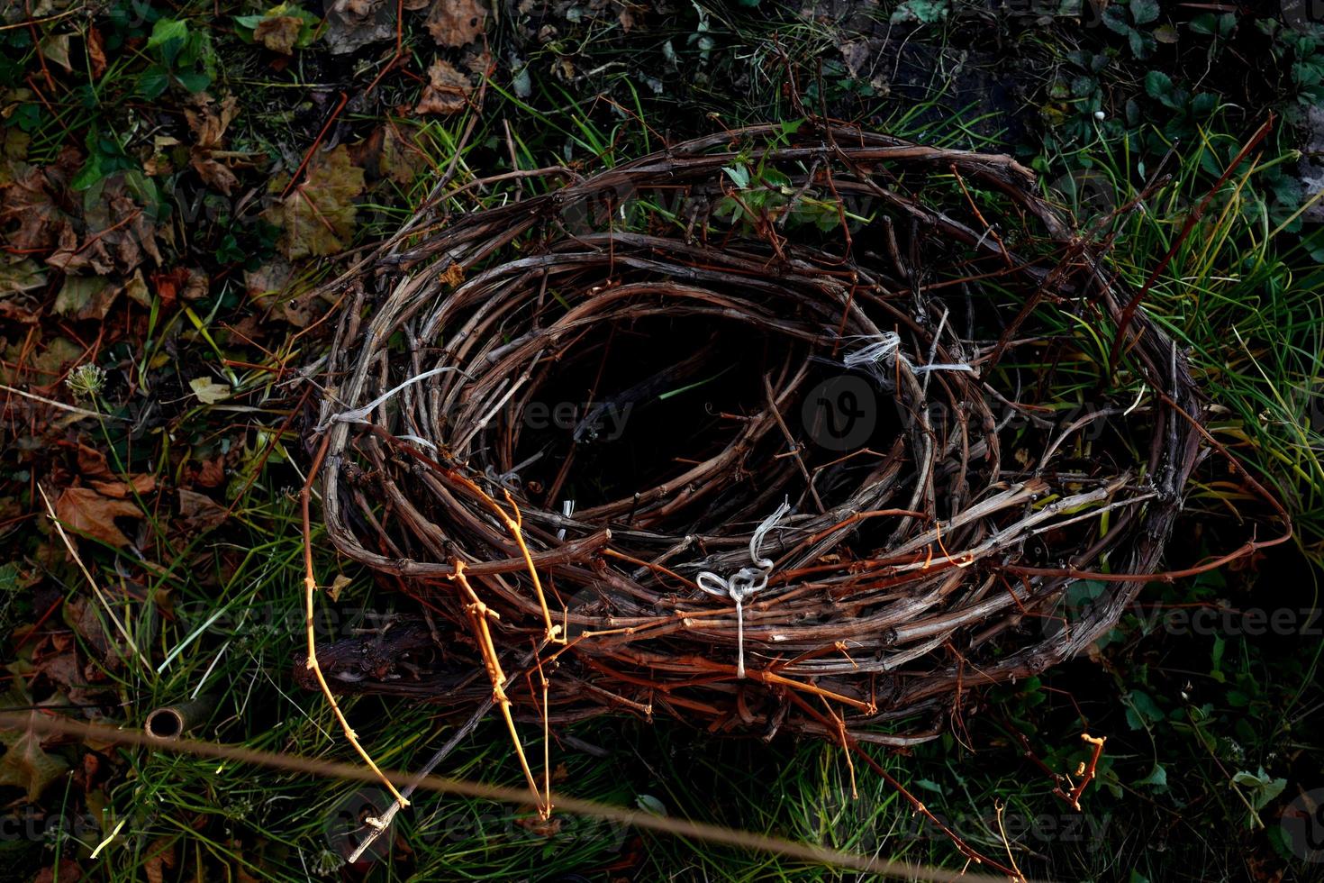 préparation de la vigne par torsion pour la période hivernale photo