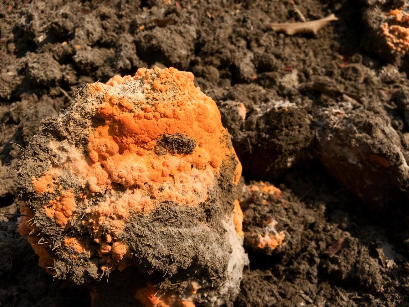 un champignon en gros plan ou une moisissure orange se développe sur un monticule d'engrais noir, générant de l'humus tout au long du processus de fermentation. phase de division cellulaire et distribution des spores photo