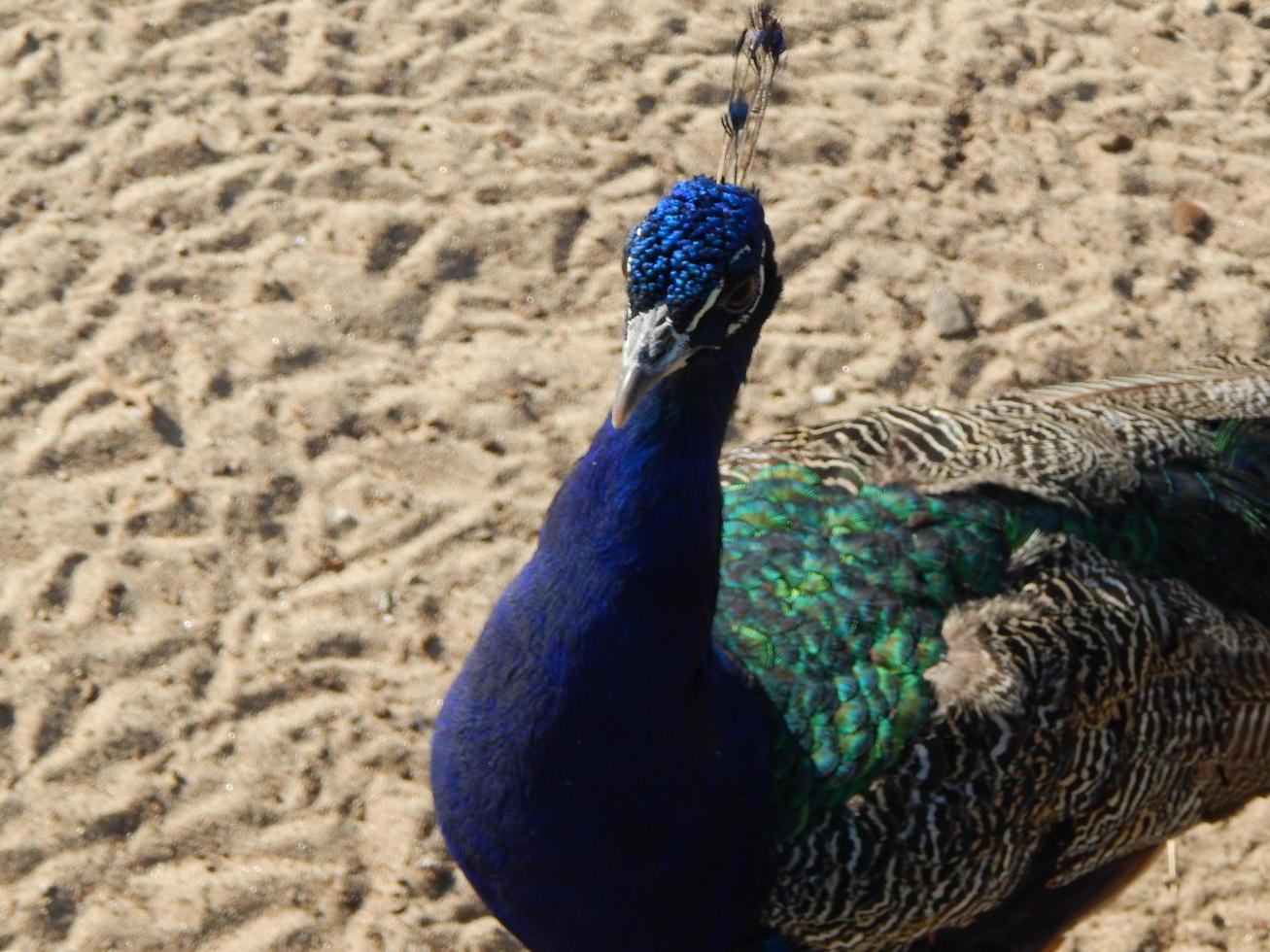 les oiseaux du jardin et du parc flottent sur l'eau photo