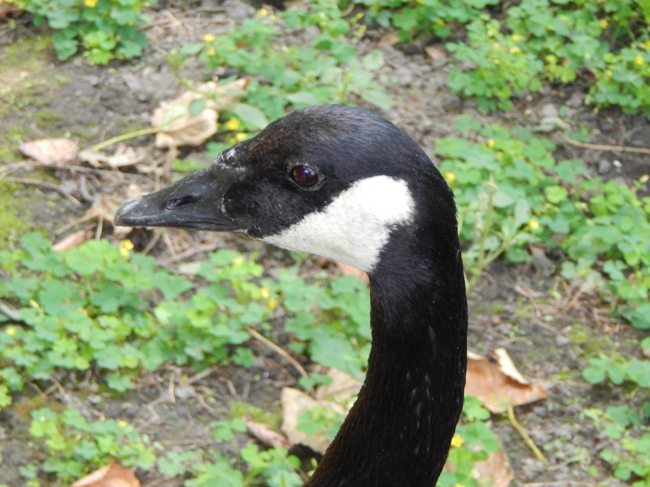 oiseaux dans la volière et nature cygnes rivière bleue photo