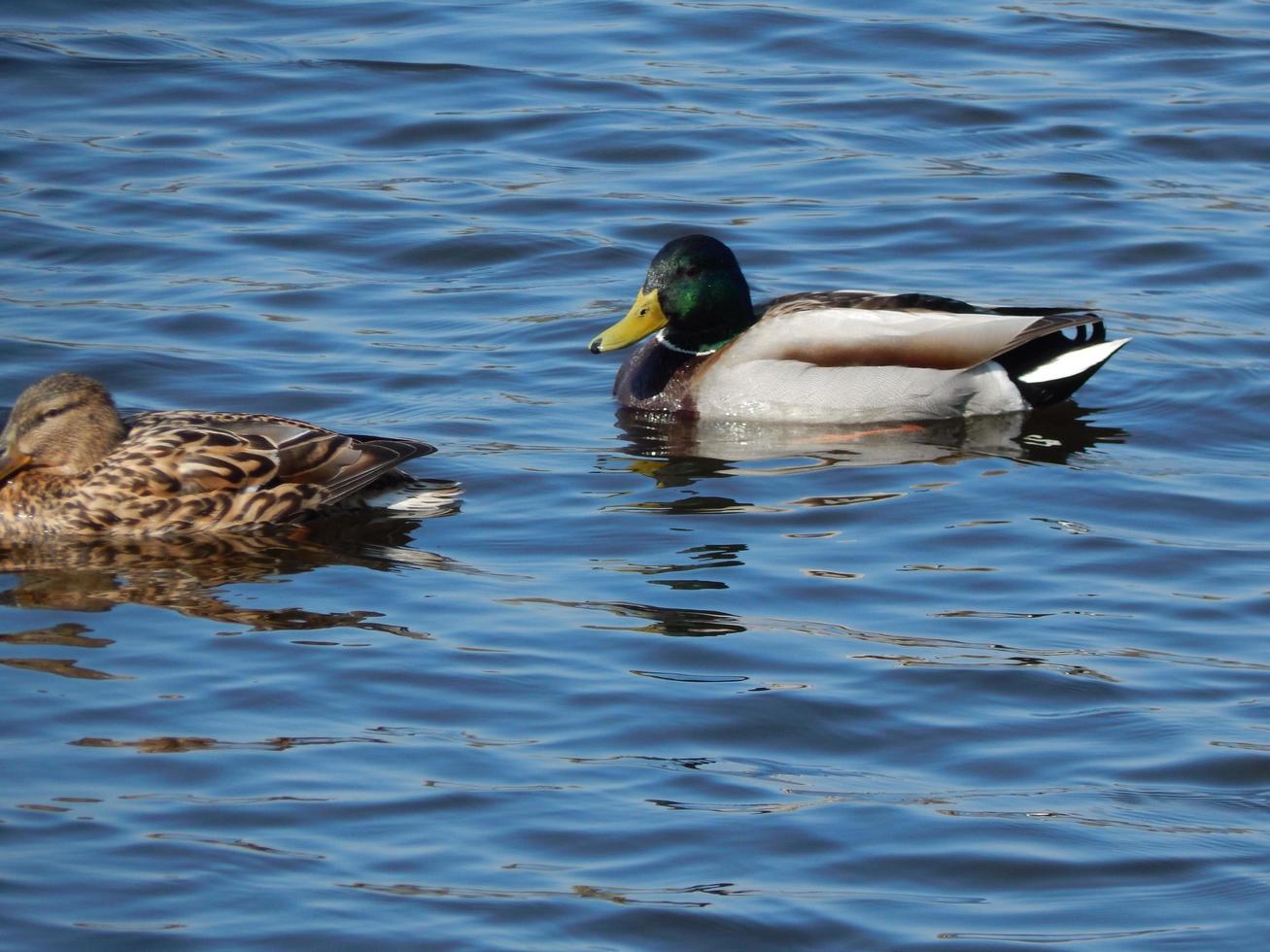 canards nageant sur l'eau photo