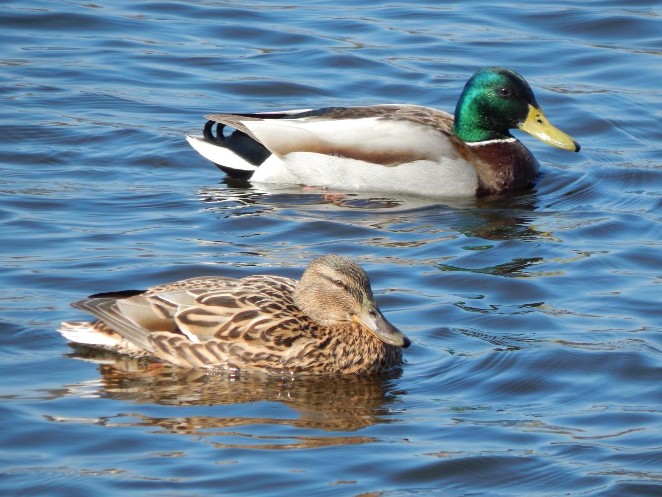 canards nageant sur l'eau photo