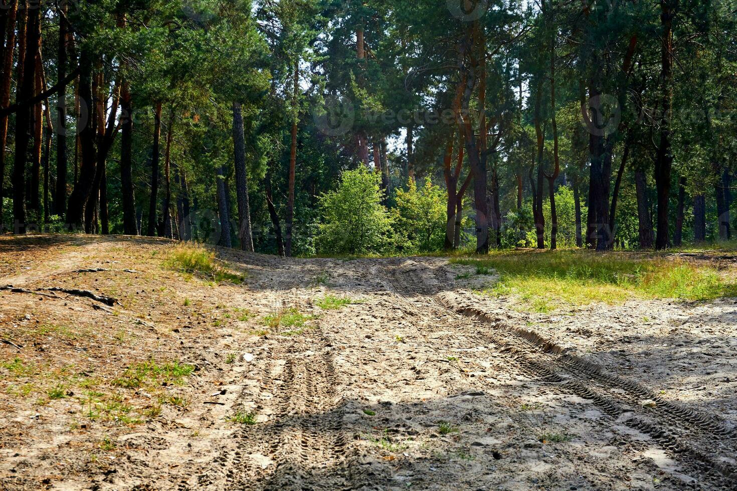 sablonneux rural saleté route, vert forêt, ensoleillé journée photo