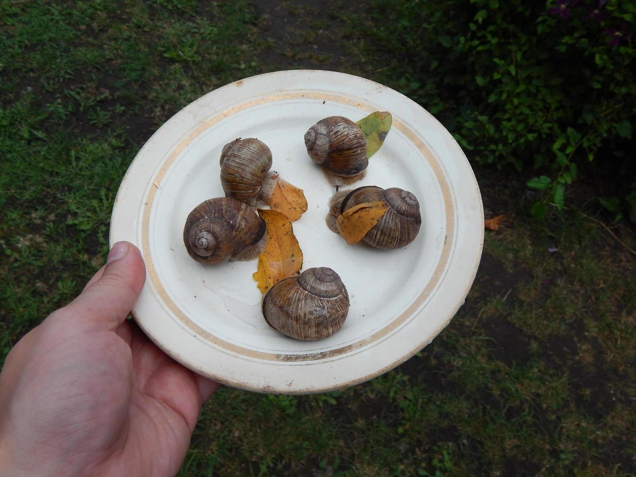 escargot rampant l'herbe verte dans le jardin photo