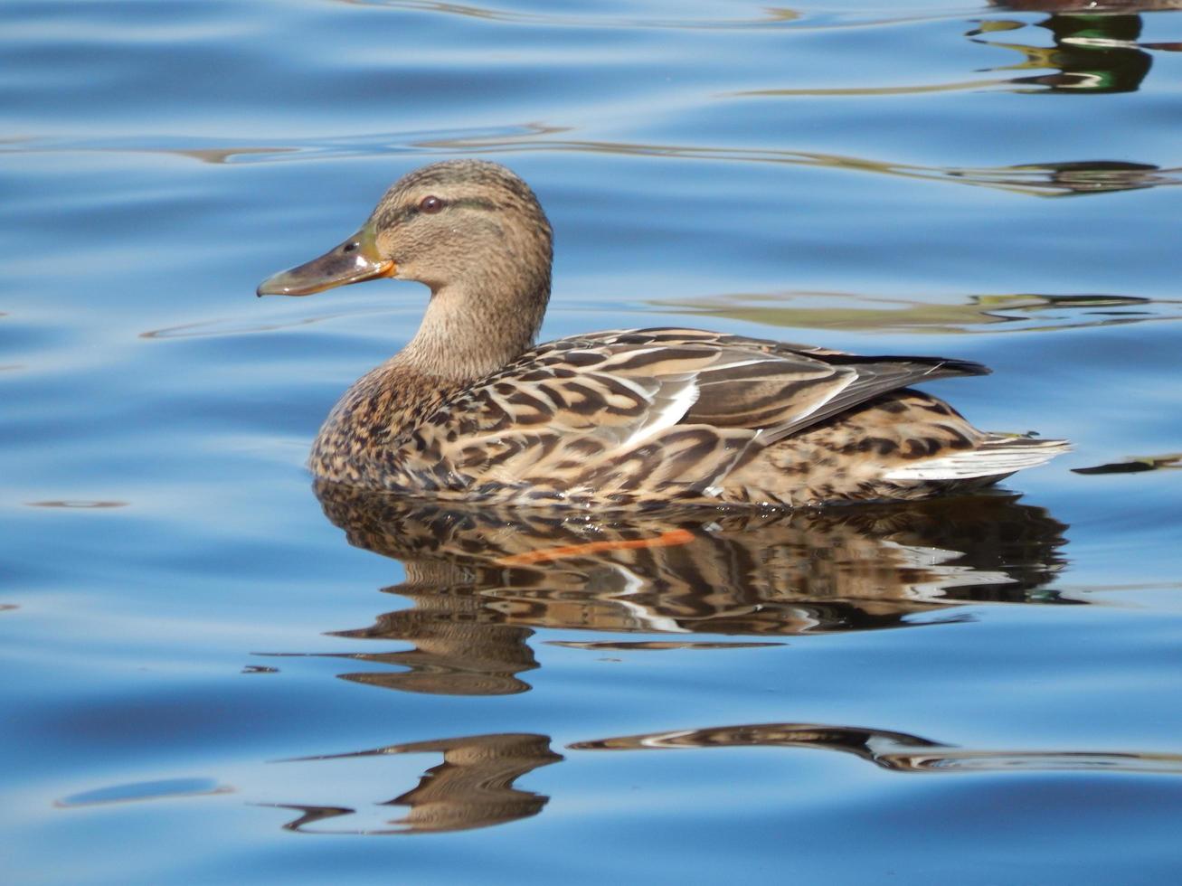 canards nageant sur l'eau photo